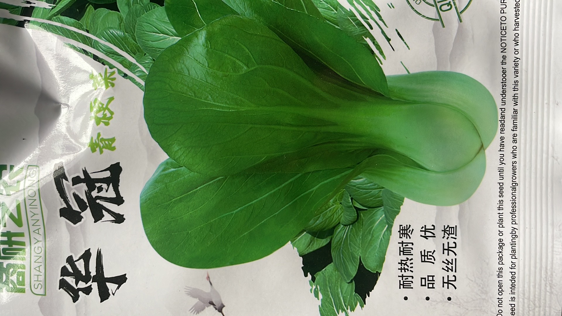 青梗菜。耐寒耐热不抽苔。无丝无渣