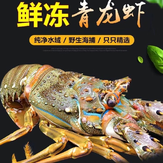 惠州A级小青龙虾 小青龙200-300-400-500活冻小青龙