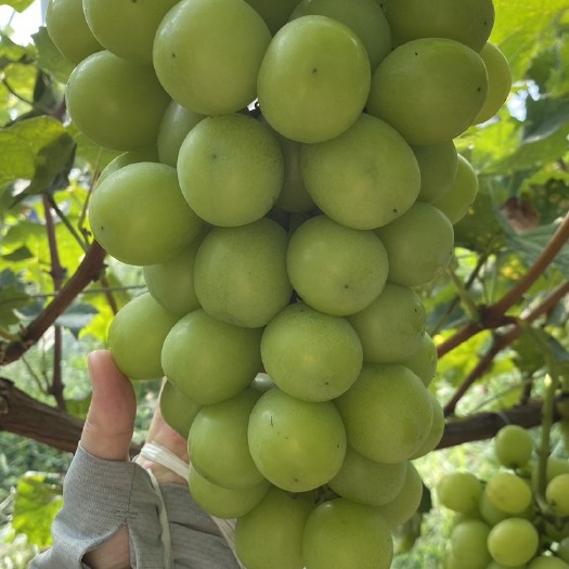 莒县阳光玫瑰