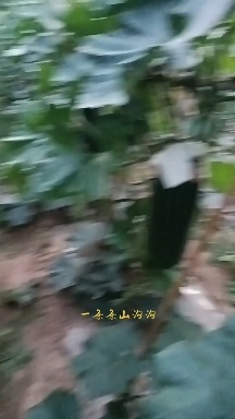 剑阁县种植鲜货
