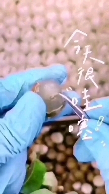 桂圆肉