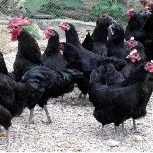 虞城县下绿壳蛋的散养黑凤母鸡活体包邮到家农场直销