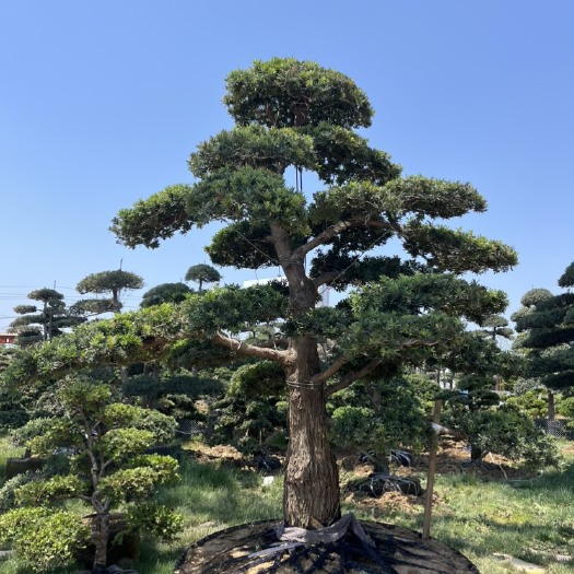 邳州市造型黑松，黄杨！量大价优！