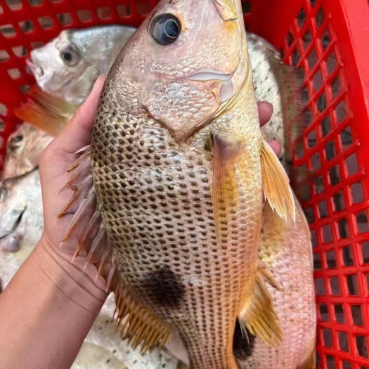 湛江赤鸡鱼天然海鱼一条2斤左右