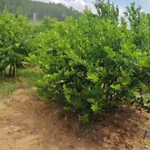 翁源县柠檬树