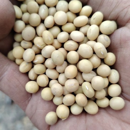 东宁市俄罗斯豆制品专用黄豆 高蛋白 低价位 颜色好