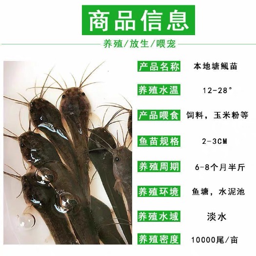 佛山本地塘鲺鱼苗 塘角鱼苗 三黄塘鲺 胡子鲶 淡水活体塘鲺