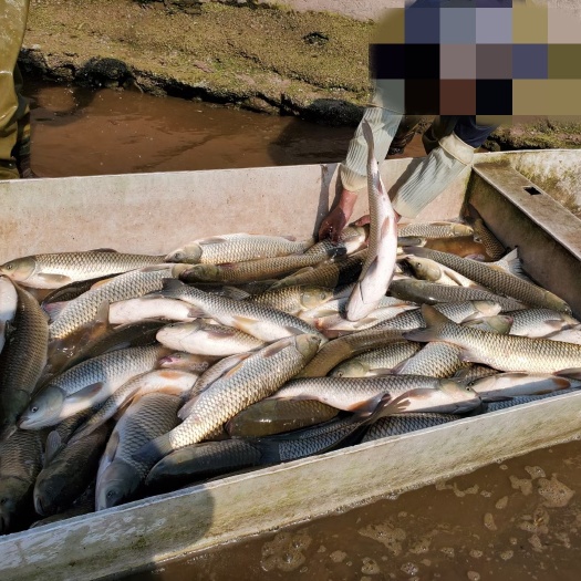 重庆市草鱼    自养流水鱼