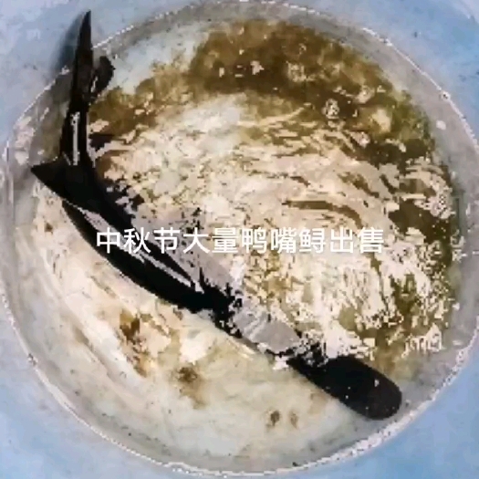 鸭嘴鲟出售