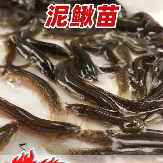 佛山泥鳅苗小泥鳅鲜活宠物鱼龙鱼筏钓小鱼淡水活体饲料鱼包邮