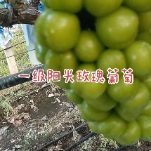 公安县阳光玫瑰