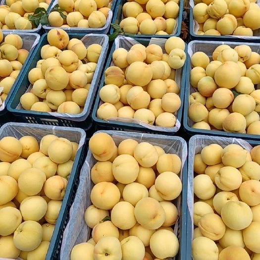 沂水县甜黄金