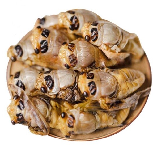 确山县白蝉，银蝉电商专用