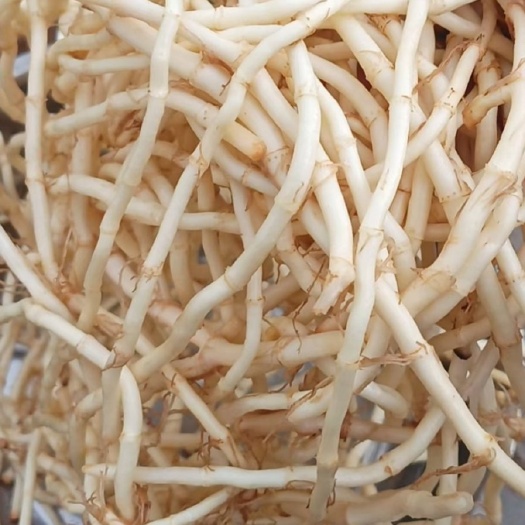 砚山县精品鱼腥草，量大，可长期供应
