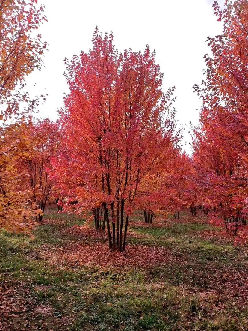 叢生美國紅楓