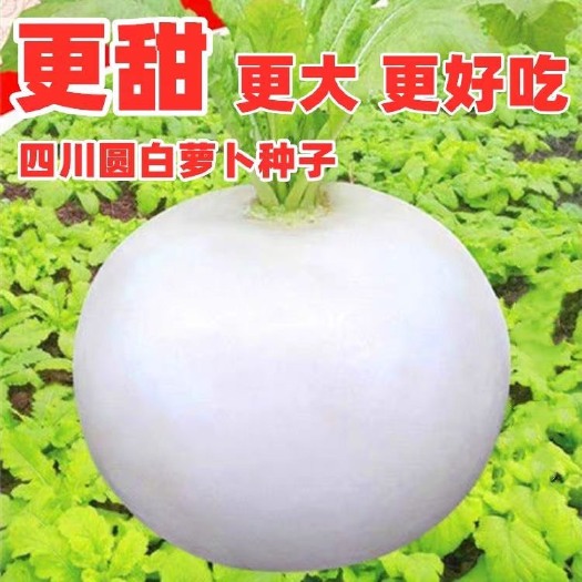 长沙特大春不老萝卜种子大圆白萝卜种籽秋季抗病超甜水果萝卜蔬菜