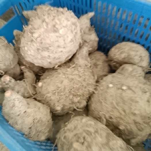廉江市黄魔芋，直接煮，