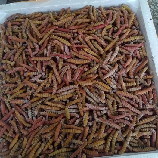 方城县大头黄青虫红虫豆丹豆虫