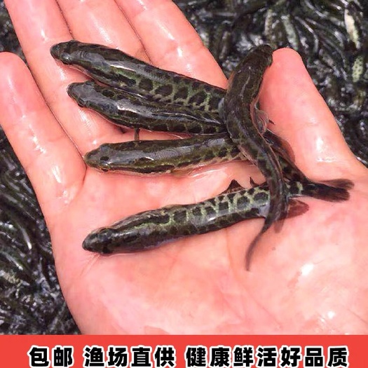 佛山黑鱼苗活体淡水养殖乌鱼苗生鱼苗财鱼苗观赏鱼好养黑鱼苗杂交活体