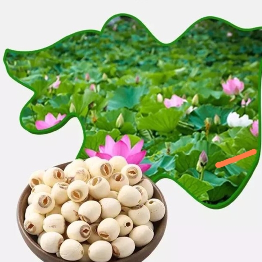 诸暨市莲蓬子 莲蓬 黑莲子 去皮白莲子