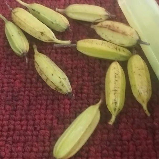 镇安县紫花白芨果夹