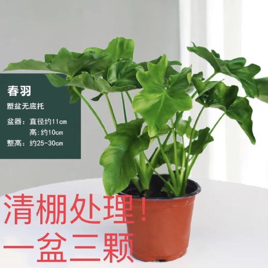 青州市春羽绿植盆栽室内客厅花卉水养水生好养办公室绿萝春雨水培植物