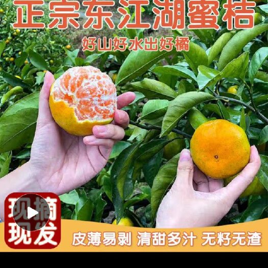 资兴市东江湖清江特早熟蜜桔