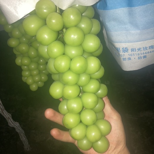 喜德县阳关玫瑰