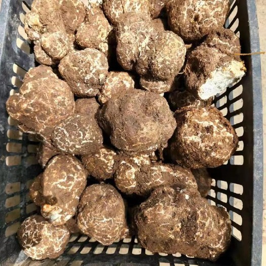 海口虎乳菌，虎奶菇