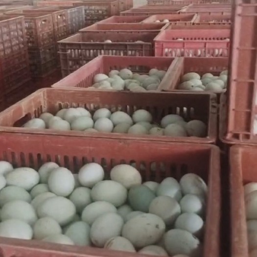 恩平市精品鲜鸭蛋  无抗鸭蛋    江门地区包邮