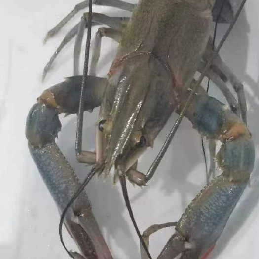 霍邱县澳洲淡水蓝龙龙虾