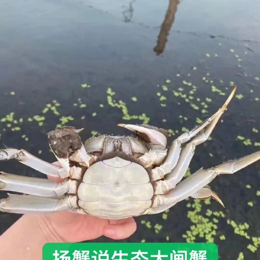 江苏扬州邵伯湖大闸蟹，专业养殖25年我们只做高品质大规格红膏