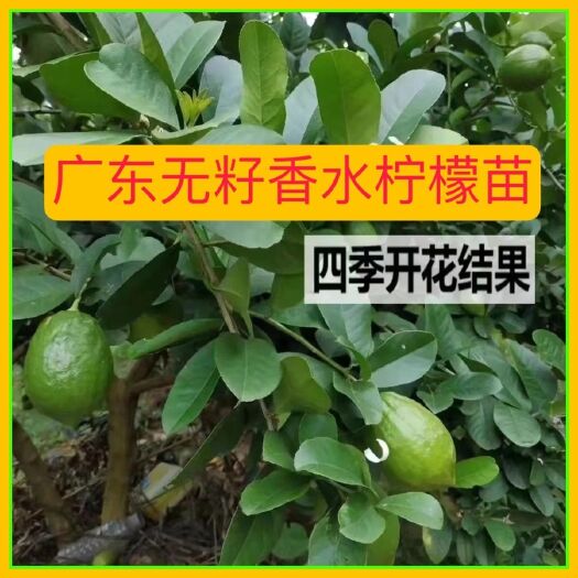 德庆县广东四季香水柠檬苗 柠檬苗 香水柠檬苗 根须好