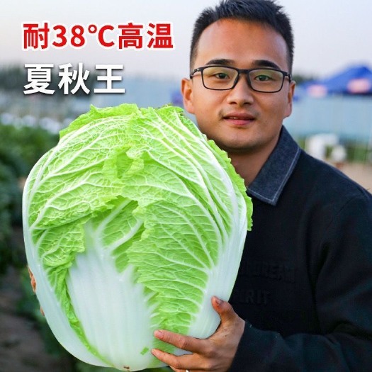 长沙50天夏秋王大白菜种子包心菜结球抗病白菜早熟农家抗热蔬菜