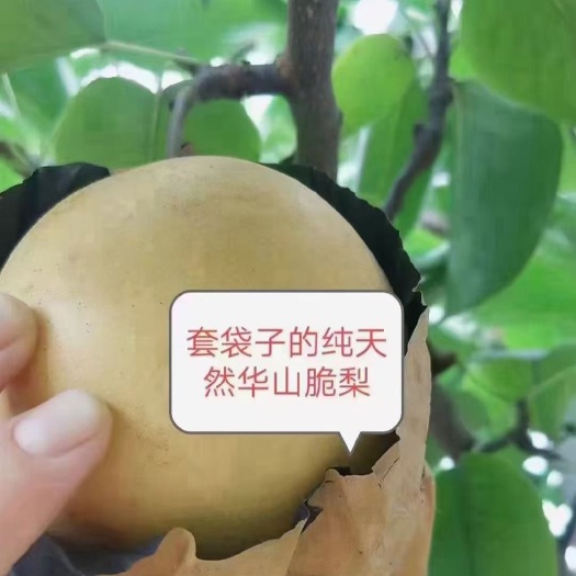 虞城县华山梨