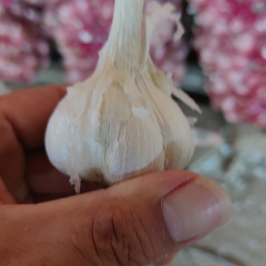 商河县四六瓣  白蒜   蒜瓣  蒜米 种植苗壮口感好 耐储存运输