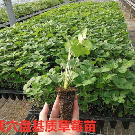 沭阳县优质草莓穴盘苗宁玉妙香穴盘苗