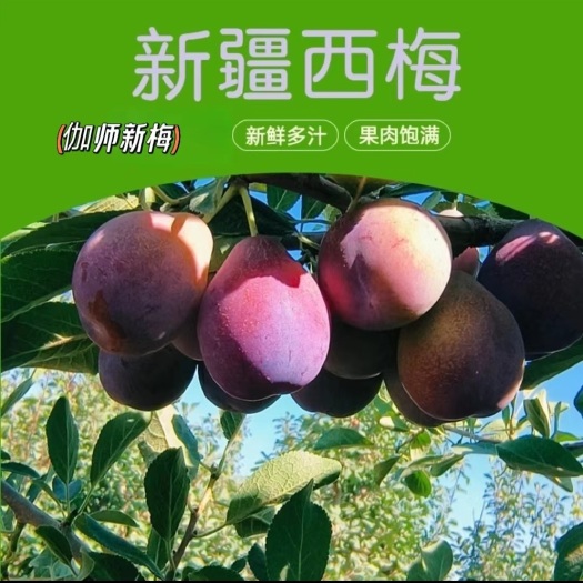 伽师县新疆伽师特产西梅