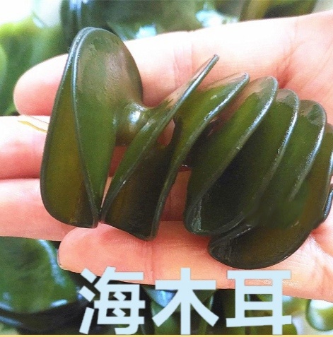 荣成市盐渍海木耳  海灵芝海中珍品菜整棵整根5斤装包邮