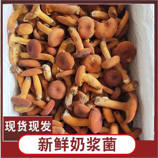 长沙野生天然蘑菇干鲜都有，
