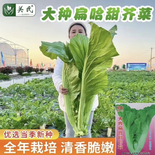长沙大种扁哈甜芥菜种子大肉甜芥菜种子春夏秋四季芥菜蔬菜种子原包装