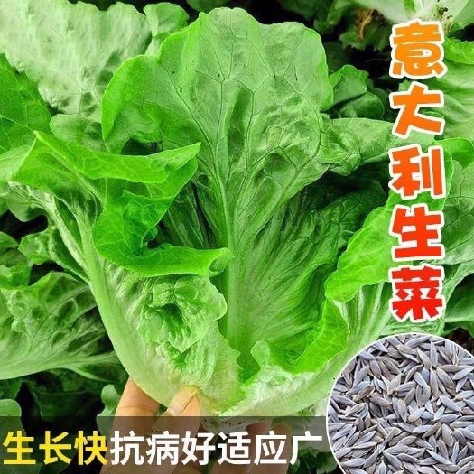 长沙耐寒意大利生菜菜种子耐冬耐冻生菜种子生吃甜脆冬季菜种耐热