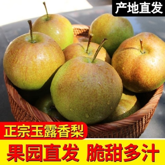 临猗县山西玉露香梨