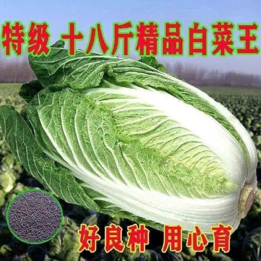 长沙冬储18斤秋播大白菜种子冬储黄心白菜种籽蔬菜抗病口感好耐