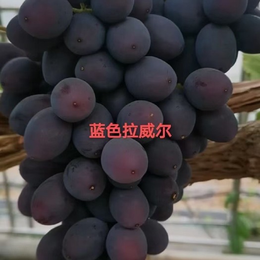 兴城市蓝色拉威尔葡萄苗 抗病能力非常强