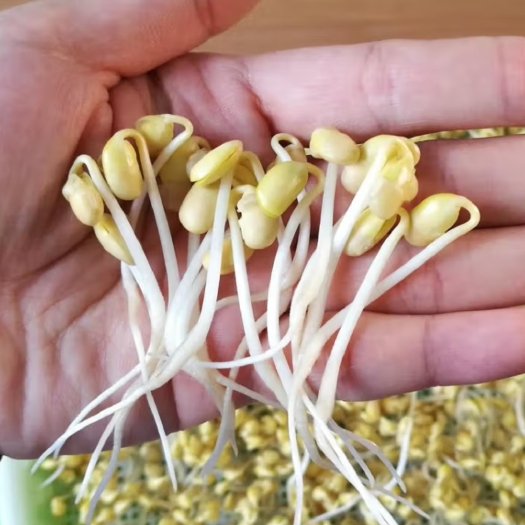 汉中大量出售黄豆芽