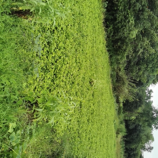 桂林金钱草