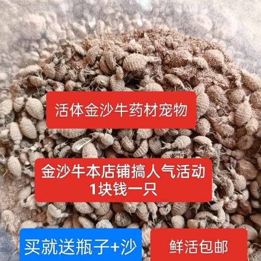 浦北县广西沙牛活虫金沙牛儿童宠物活体沙婆婆地牯牛蚁蚁狮