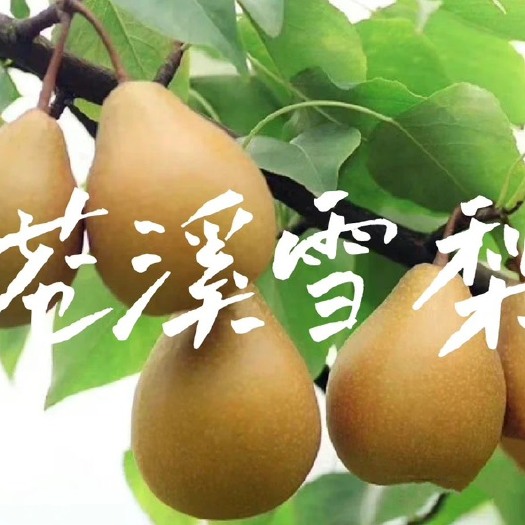 苍溪县苍溪雪梨