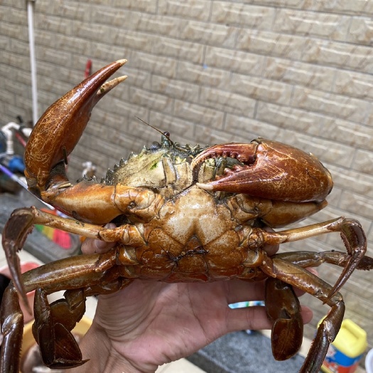 陆丰市青蟹